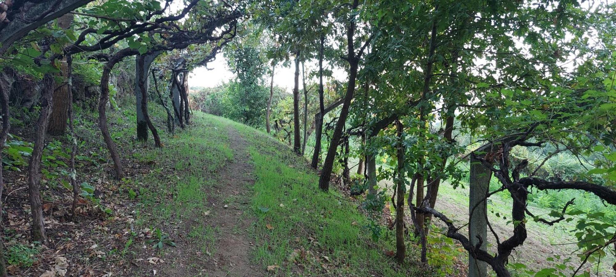 Quinta Dos Castros Douro Villa Baião Dış mekan fotoğraf