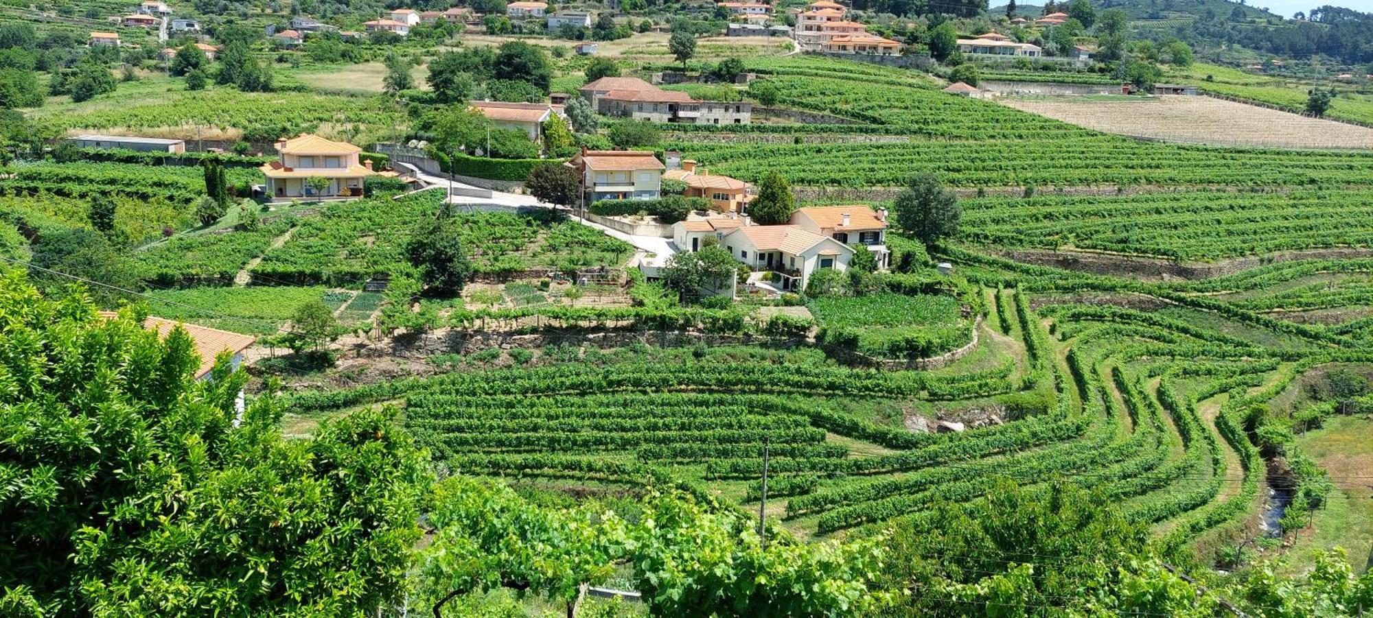 Quinta Dos Castros Douro Villa Baião Dış mekan fotoğraf
