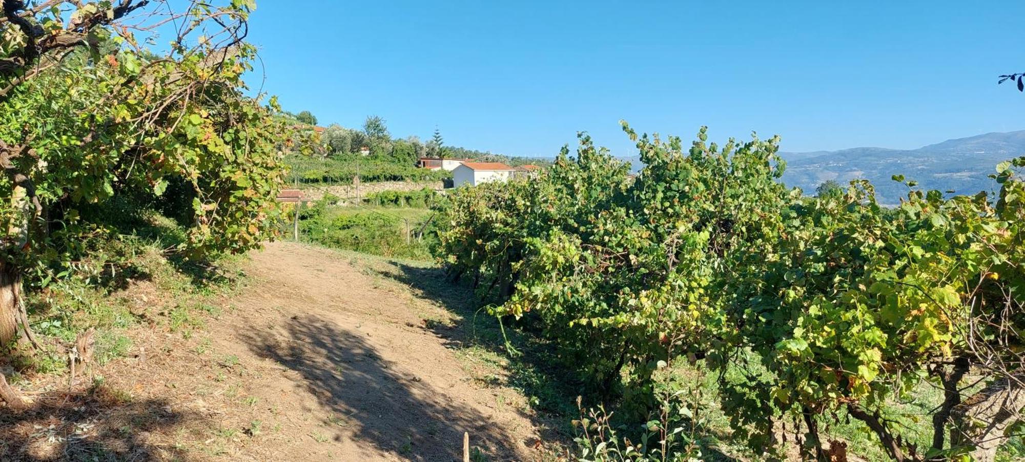 Quinta Dos Castros Douro Villa Baião Dış mekan fotoğraf