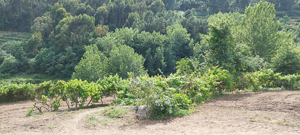 Quinta Dos Castros Douro Villa Baião Dış mekan fotoğraf