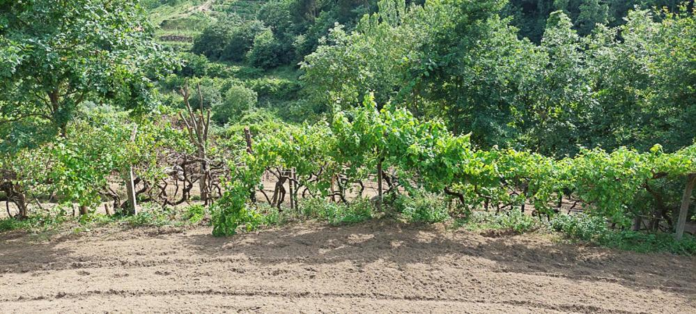 Quinta Dos Castros Douro Villa Baião Dış mekan fotoğraf