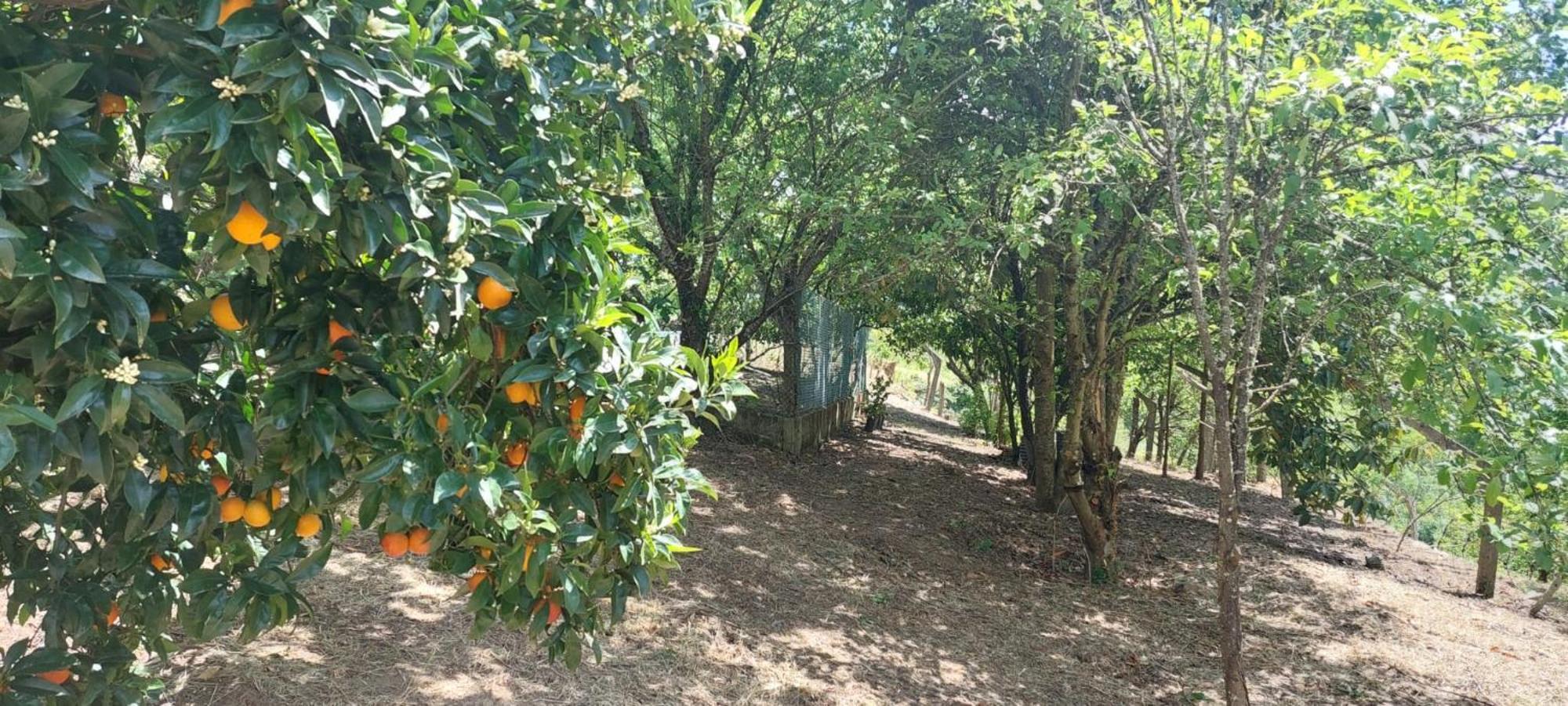 Quinta Dos Castros Douro Villa Baião Dış mekan fotoğraf